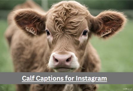 Top Funny Calf Captions for Instagram