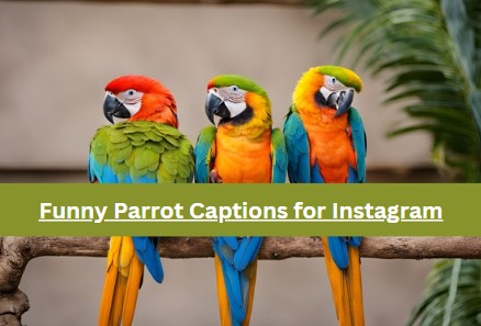 Funny Parrot Captions for Instagram