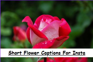 90+ Short Flower Captions For Instagram