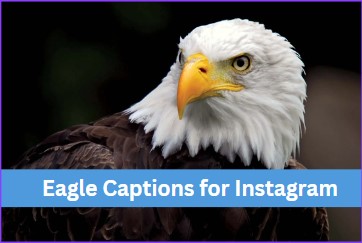 73+ Eagle Captions for Instagram