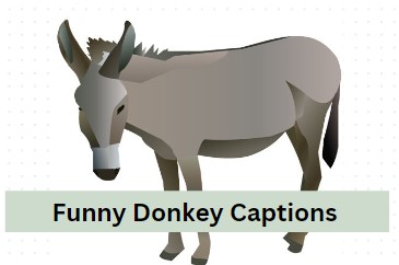 Funny Donkey Captions for Instagram