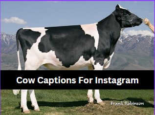 Cow Captions For Instagram