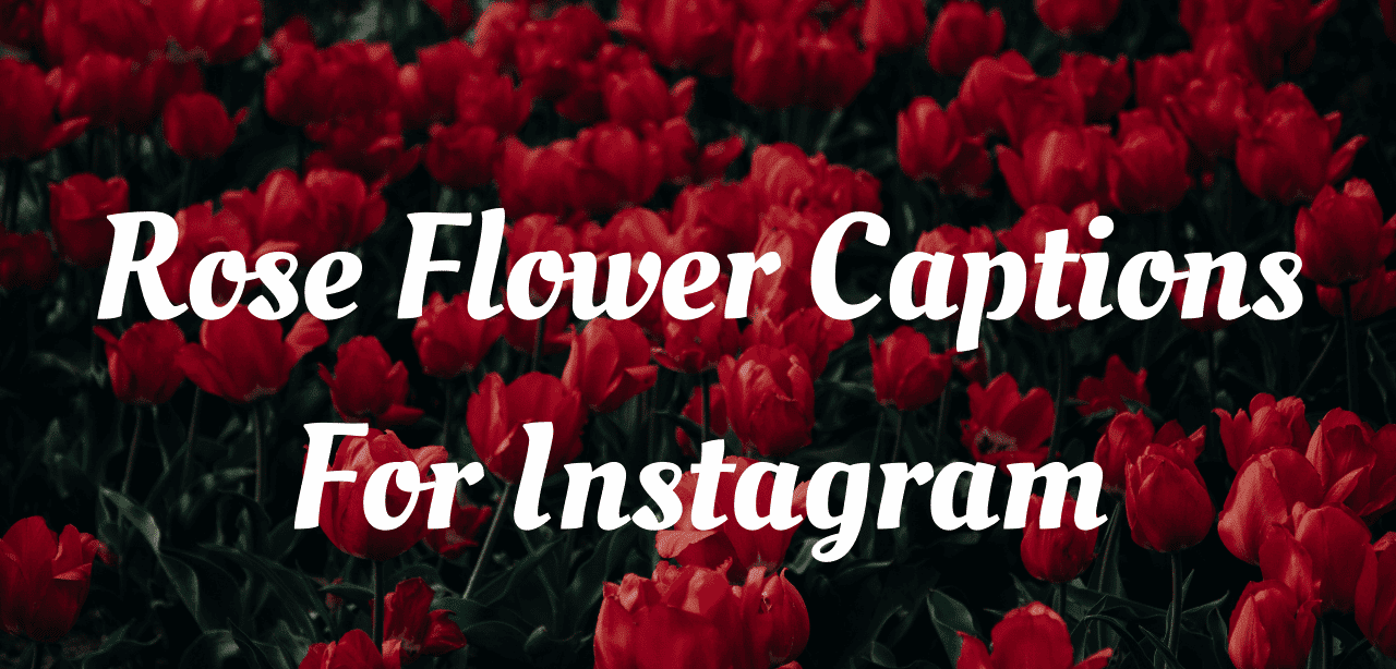 Perfect Rose Flower Captions for Instagram